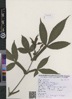  (Vitex altissima - CMPR12312)  @11 [ ] Copyright (2025) Arya Vaidya Sala Centre for Medicinal Plants Research-Arya Vaidya Sala