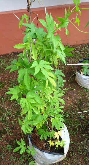  (Ipomoea mauritiana - CMPR8771)  @11 [ ] Copyright (2020) Centre for Medicinal Plants Research-Arya Vaidya Sala Centre for Medicinal Plants Research