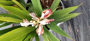  ( - CMPR8782)  @11 [ ] Copyright (2025) Arya Vaidya Sala Centre for Medicinal Plants Research-Arya Vaidya Sala