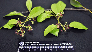  ( - CMPR8773)  @11 [ ] Copyright (2017) Rahul PR Centre for Medicinal Plants Research- Arya Vaidya Sala, Kottakkal