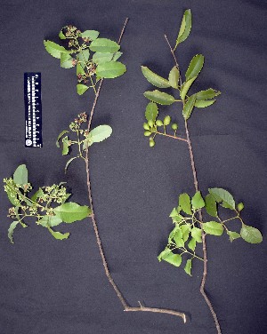  ( - CMPR8773)  @11 [ ] Copyright (2017) Rahul PR Centre for Medicinal Plants Research- Arya Vaidya Sala, Kottakkal