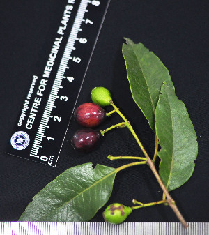  ( - CMPR8773)  @11 [ ] Copyright (2017) Rahul PR Centre for Medicinal Plants Research- Arya Vaidya Sala, Kottakkal