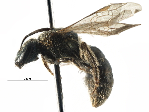  (Lasioglossum laevissimum - CCDB-06710 F06)  @15 [ ] CreativeCommons - Attribution (2016) CBG Photography Group Centre for Biodiversity Genomics