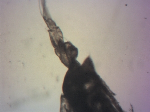  ( - GC-069)  @11 [ ] Copyright (2012) Sergio Hernandez Trujillo Instituto Politecnico Nacional