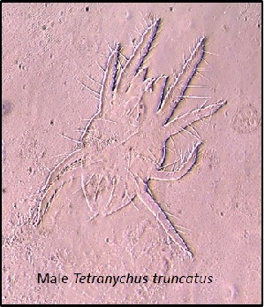  ( - BaPo2327)  @11 [ ] Copyright (2017) Arunima V Kerala Agricultural University