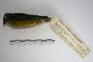  (Euphonia cyanocephala - MACN-Or-ct 1149)  @13 [ ] Copyright (2014) MACN Museo Argentino de Ciencias Naturales, Bernardino Rivadavia