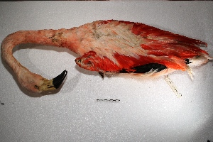  (Phoenicopterus chilensis - MACN-Or-ct 1196)  @13 [ ] Copyright (2014) MACN Museo Argentino de Ciencias Naturales, Bernardino Rivadavia