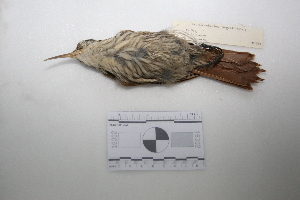  ( - MACN-Or-ct 1351)  @13 [ ] Copyright (2012) MACN Museo Argentino de Ciencias Naturales "Bernardino Rivadavia"