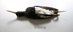  (Haematopus leucopodus - MACN-Or-ct 136)  @14 [ ] Copyright (2012) MACN Museo Argentino de Ciencias Naturales "Bernardino Rivadavia"
