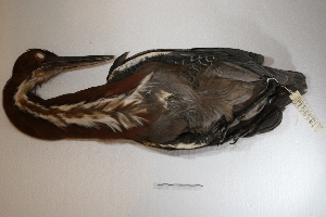  ( - MACN-Or-ct 1649)  @12 [ ] Copyright (2014) MACN Museo Argentino de Ciencias Naturales, Bernardino Rivadavia