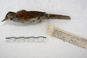  ( - MACN-Or-ct 1684)  @13 [ ] Copyright (2014) MACN Museo Argentino de Ciencias Naturales, Bernardino Rivadavia