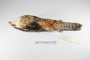  (Falco femoralis - MACN-Or-ct 1886)  @14 [ ] Copyright (2012) MACN Museo Argentino de Ciencias Naturales "Bernardino Rivadavia"