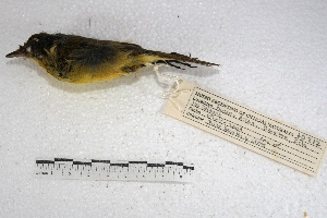  (Pseudocolopteryx - MACN-Or-ct 2128)  @13 [ ] Copyright (2014) MACN Museo Argentino de Ciencias Naturales, Bernardino Rivadavia
