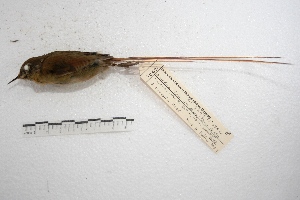  (Sylviorthorhynchus - MACN-Or-ct 2632)  @13 [ ] Copyright (2014) MACN Museo Argentino de Ciencias Naturales, Bernardino Rivadavia