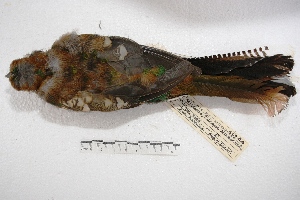  (Trogoniformes - MACN-Or-ct 2845)  @14 [ ] Copyright (2014) MACN Museo Argentino de Ciencias Naturales, Bernardino Rivadavia