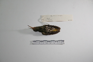  (Hylocharis chrysura - MACN-Or-ct 2854)  @13 [ ] Copyright (2012) MACN Museo Argentino de Ciencias Naturales "Bernardino Rivadavia"