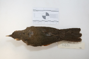  ( - MACN-Or-ct 2871)  @13 [ ] Copyright (2012) MACN Museo Argentino de Ciencias Naturales "Bernardino Rivadavia"