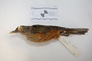  ( - MACN-Or-ct 2871)  @13 [ ] Copyright (2012) MACN Museo Argentino de Ciencias Naturales "Bernardino Rivadavia"
