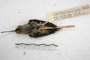  (Phaethornis eurynome - MACN-Or-ct 2970)  @12 [ ] Copyright (2014) MACN Museo Argentino de Ciencias Naturales, Bernardino Rivadavia