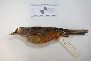  (Xiphorhynchus fuscus - MACN-Or-ct 2971)  @13 [ ] Copyright (2012) MACN Museo Argentino de Ciencias Naturales "Bernardino Rivadavia"