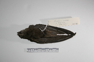  (Chaetura meridionalis - MACN-Or-ct 3043)  @12 [ ] Copyright (2012) MACN Museo Argentino de Ciencias Naturales "Bernardino Rivadavia"