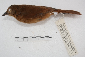  (Tachyphonus rufus - MACN-Or-ct 3227)  @14 [ ] Copyright (2014) MACN Museo Argentino de Ciencias Naturales, Bernardino Rivadavia