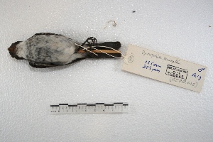  (Sporophila leucoptera - MACN-Or-cp 27)  @15 [ ] Copyright (2014) MACN Museo Argentino de Ciencias Naturales, Bernardino Rivadavia
