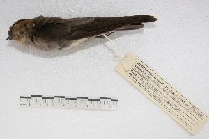 (Alopochelidon fucata - MACN-Or-ct 1801)  @13 [ ] Copyright (2014) MACN Museo Argentino de Ciencias Naturales, Bernardino Rivadavia