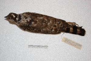  (Accipiter bicolor - MACN-Or-ct 2432)  @13 [ ] Copyright (2014) MACN Museo Argentino de Ciencias Naturales, Bernardino Rivadavia