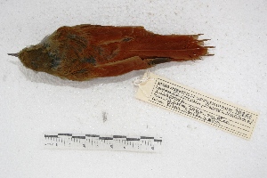  (Sittasomus griseicapillus - MACN-Or-ct 3157)  @15 [ ] Copyright (2014) MACN Museo Argentino de Ciencias Naturales, Bernardino Rivadavia