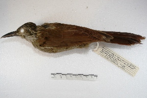  (Dendrocolaptes - MACN-Or-ct 3575)  @13 [ ] Copyright (2014) MACN Museo Argentino de Ciencias Naturales, Bernardino Rivadavia