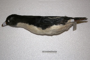  (Eudyptes chrysocome - MACN-Or-ct 3725)  @13 [ ] Copyright (2014) MACN Museo Argentino de Ciencias Naturales, Bernardino Rivadavia