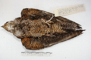  (Lurocalis semitorquatus - MACN-Or-ct 4114)  @11 [ ] Copyright (2014) MACN Museo Argentino de Ciencias Naturales, Bernardino Rivadavia
