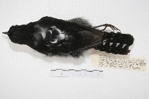  ( - MACN-Or-ct 4163)  @12 [ ] Copyright (2015) MACN Museo Argentino de Ciencias Naturales, Bernardino Rivadavia
