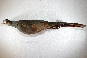  (Cracidae - MACN-Or-ct 4195)  @13 [ ] Copyright (2015) MACN Museo Argentino de Ciencias Naturales, Bernardino Rivadavia