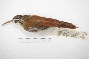  ( - MACN-Or-ct 4267)  @13 [ ] Copyright (2015) MACN Museo Argentino de Ciencias Naturales, Bernardino Rivadavia