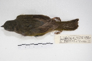  ( - MACN-Or-ct 4371)  @11 [ ] Copyright (2015) MACN Museo Argentino de Ciencias Naturales, Bernardino Rivadavia