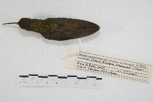  ( - MACN-Or-ct 4511)  @11 [ ] Copyright (2015) MACN Museo Argentino de Ciencias Naturales, Bernardino Rivadavia