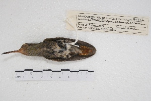  ( - MACN-Or-ct 4511)  @11 [ ] Copyright (2015) MACN Museo Argentino de Ciencias Naturales, Bernardino Rivadavia