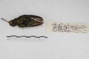  ( - MACN-Or-ct 4529)  @11 [ ] Copyright (2015) MACN Museo Argentino de Ciencias Naturales, Bernardino Rivadavia