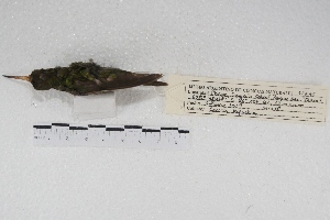  ( - MACN-Or-ct 4529)  @11 [ ] Copyright (2015) MACN Museo Argentino de Ciencias Naturales, Bernardino Rivadavia