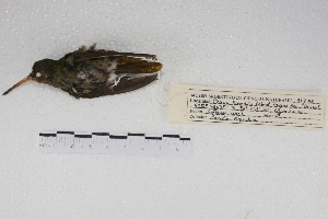  ( - MACN-Or-ct 4529)  @11 [ ] Copyright (2015) MACN Museo Argentino de Ciencias Naturales, Bernardino Rivadavia