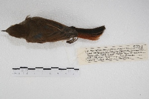  ( - MACN-Or-ct 5378)  @12 [ ] Copyright (2015) MACN Museo Argentino de Ciencias Naturales, Bernardino Rivadavia