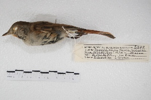  ( - MACN-Or-ct 5378)  @12 [ ] Copyright (2015) MACN Museo Argentino de Ciencias Naturales, Bernardino Rivadavia