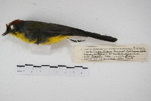  (Myioborus brunniceps - MACN-Or-ct 5648)  @13 [ ] Copyright (2015) MACN Museo Argentino de Ciencias Naturales, Bernardino Rivadavia