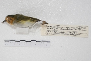  (Poecilotriccus plumbeiceps - MACN-Or-ct 5709)  @13 [ ] Copyright (2015) MACN Museo Argentino de Ciencias Naturales, Bernardino Rivadavia