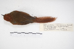  ( - MACN-Or-ct 5734)  @12 [ ] Copyright (2015) MACN Museo Argentino de Ciencias Naturales, Bernardino Rivadavia