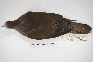  (Leptotila megalura - MACN-Or-ct 5765)  @11 [ ] Copyright (2015) MACN Museo Argentino de Ciencias Naturales, Bernardino Rivadavia
