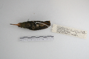  ( - MACN-Or-ct 5012)  @11 [ ] Copyright (2014) MACN Museo Argentino de Ciencias Naturales, Bernardino Rivadavia