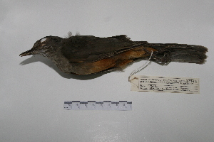  ( - MACN-Or-ct 7032)  @13 [ ] Copyright (2013) MACN Museo Argentino de Ciencias Naturales, Bernardino Rivadavia